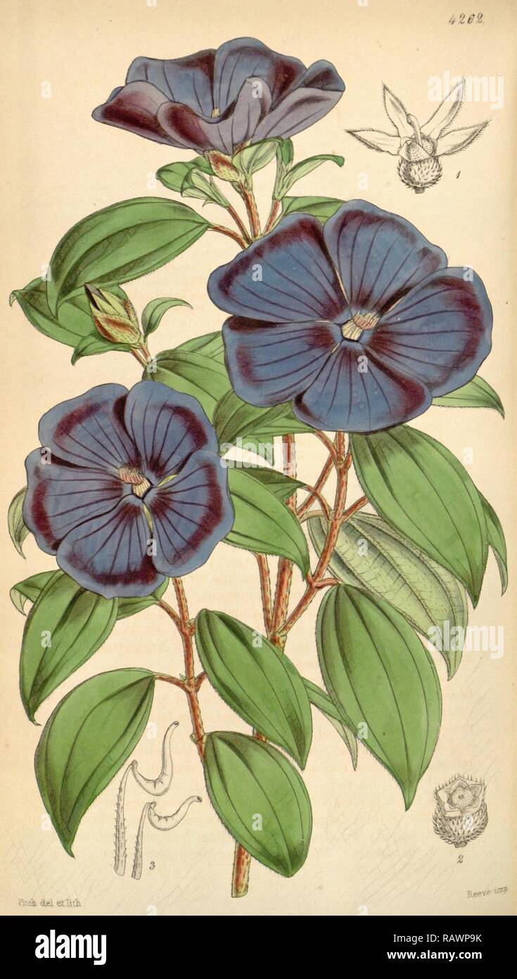 Botanical Print by Walter Hood Fitch 1817 1892, W.H. Fitch was an