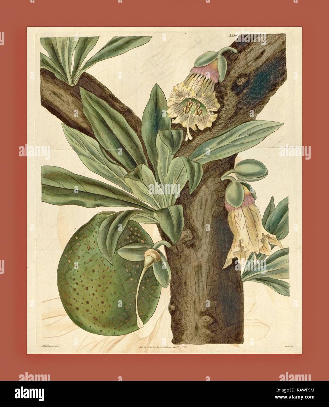 Botanical print by Mrs. C. Horsfall, an English natural history