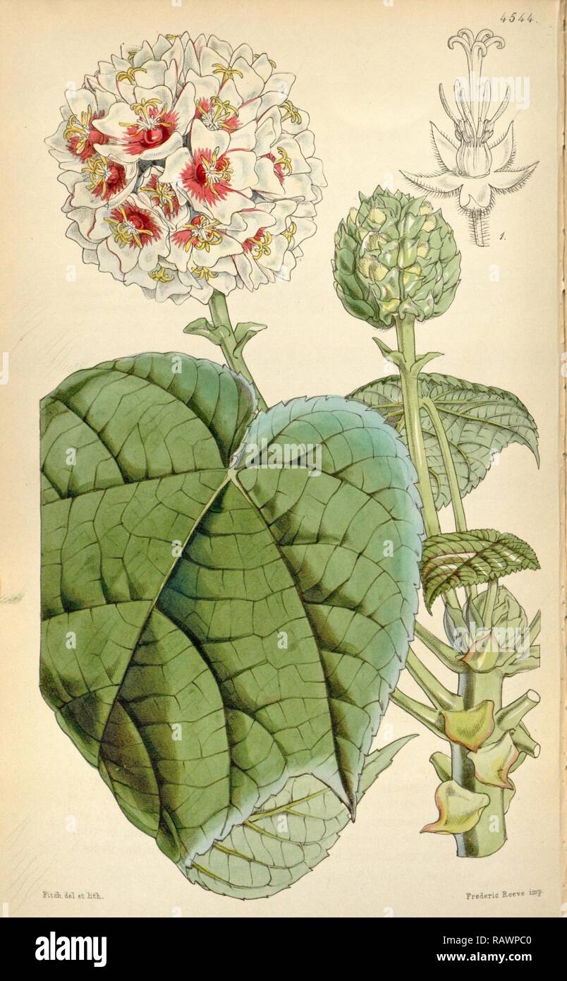 Botanical Print by Walter Hood Fitch 1817 1892, W.H. Fitch was an