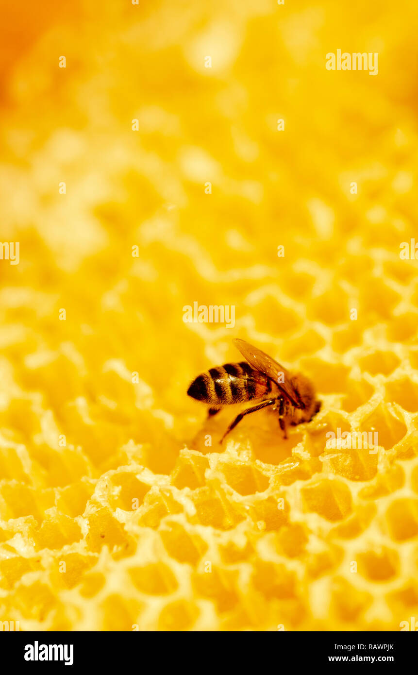 Closeup of a single bee on yellow honeycomb bringing back honey. The bee is in the comb with shallow depth of field. Vertical poster photo. Stock Photo