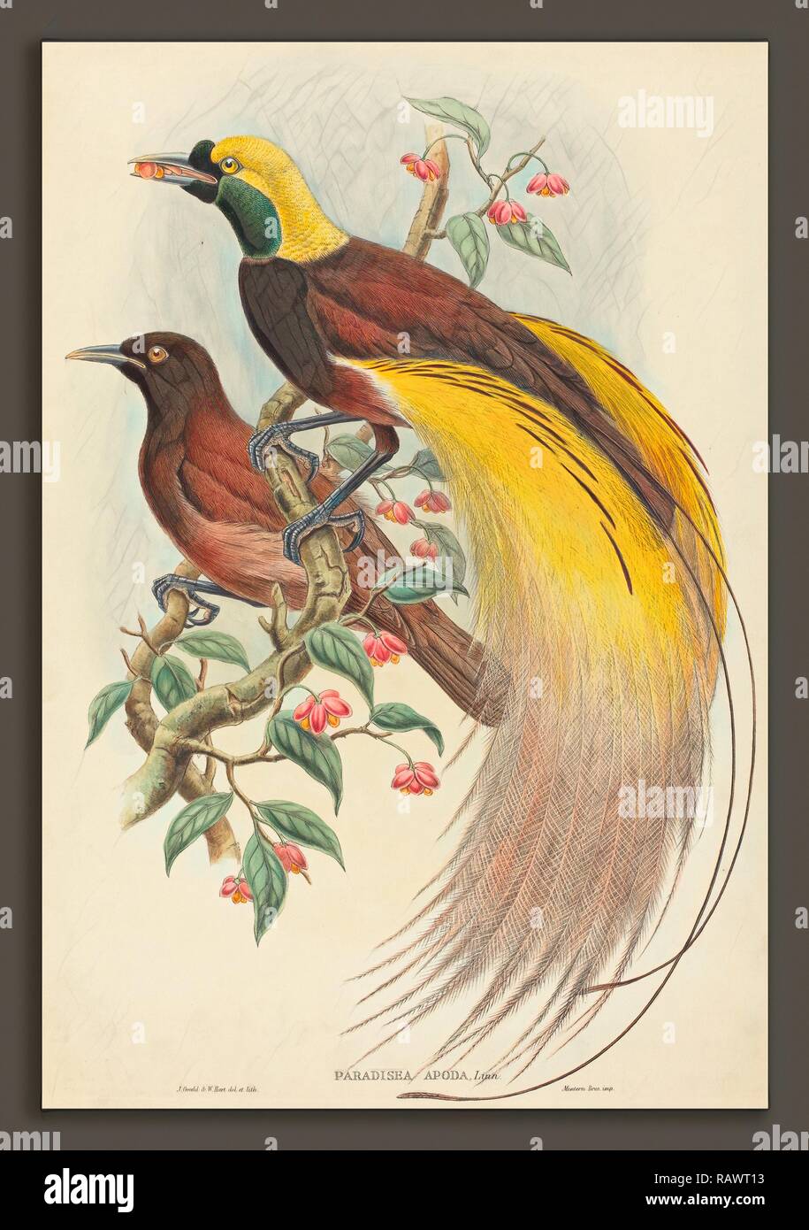 John Gould and W. Hart (British, 1804 - 1881), Bird of Paradise (Paradisea apoda), published 1875-1888, hand-colored reimagined Stock Photo