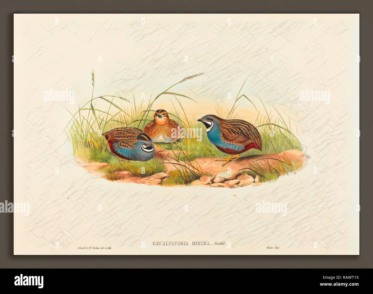 John Gould and H.C. Richter (British (?), active 1841 - active c. 1881), Excalftoria minima (Blue-breasted Quail reimagined Stock Photo