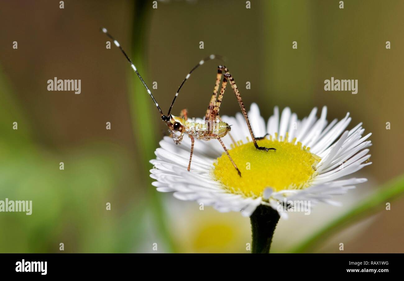 A tiny Bush Katydid nymph sits atop a fresh daisy, seemingly to survey its surroundings. Springtime in Texas is a flurry of insect activity in Spring. Stock Photo