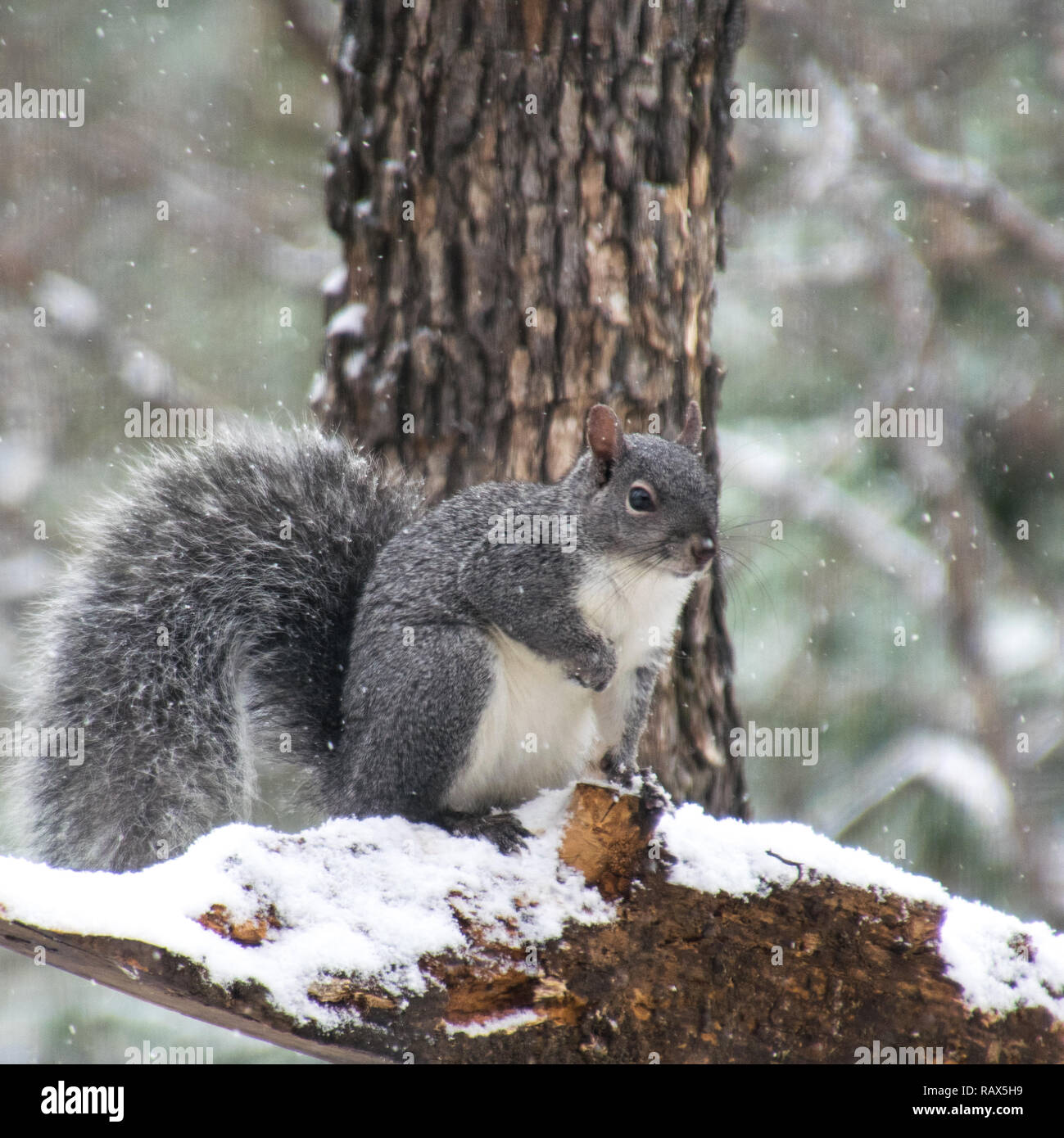 Western Gray Squirrel, Oregon 12/2018 Stock Photo Alamy