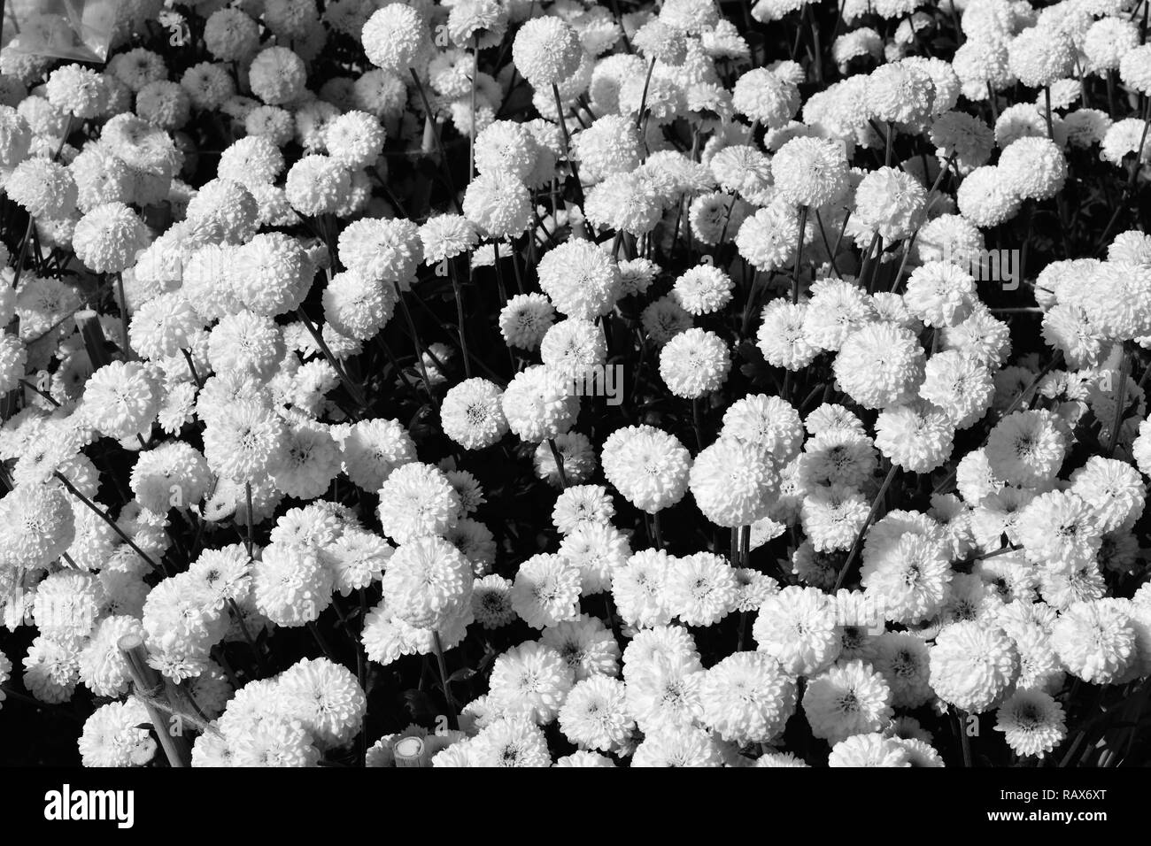 White Pom Pom Chrysanthemums In Monochrome Stock Photo Alamy
