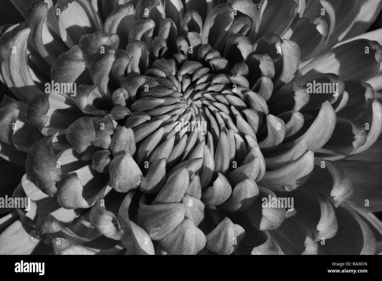 Close up of a chrysanthemum flower in monochrome. Stock Photo