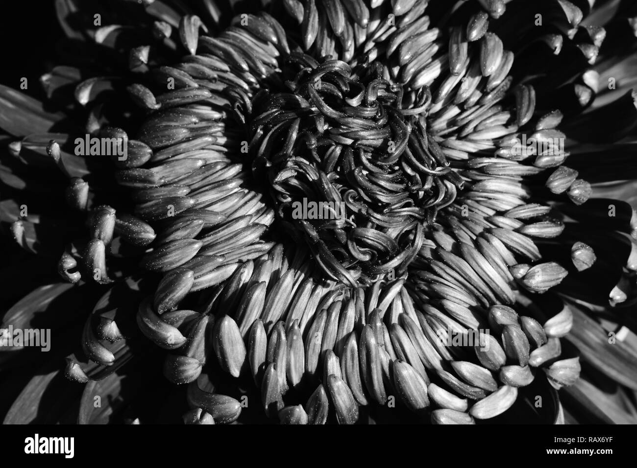 Closeup of a chrysanthemum flower in monochrome. Stock Photo