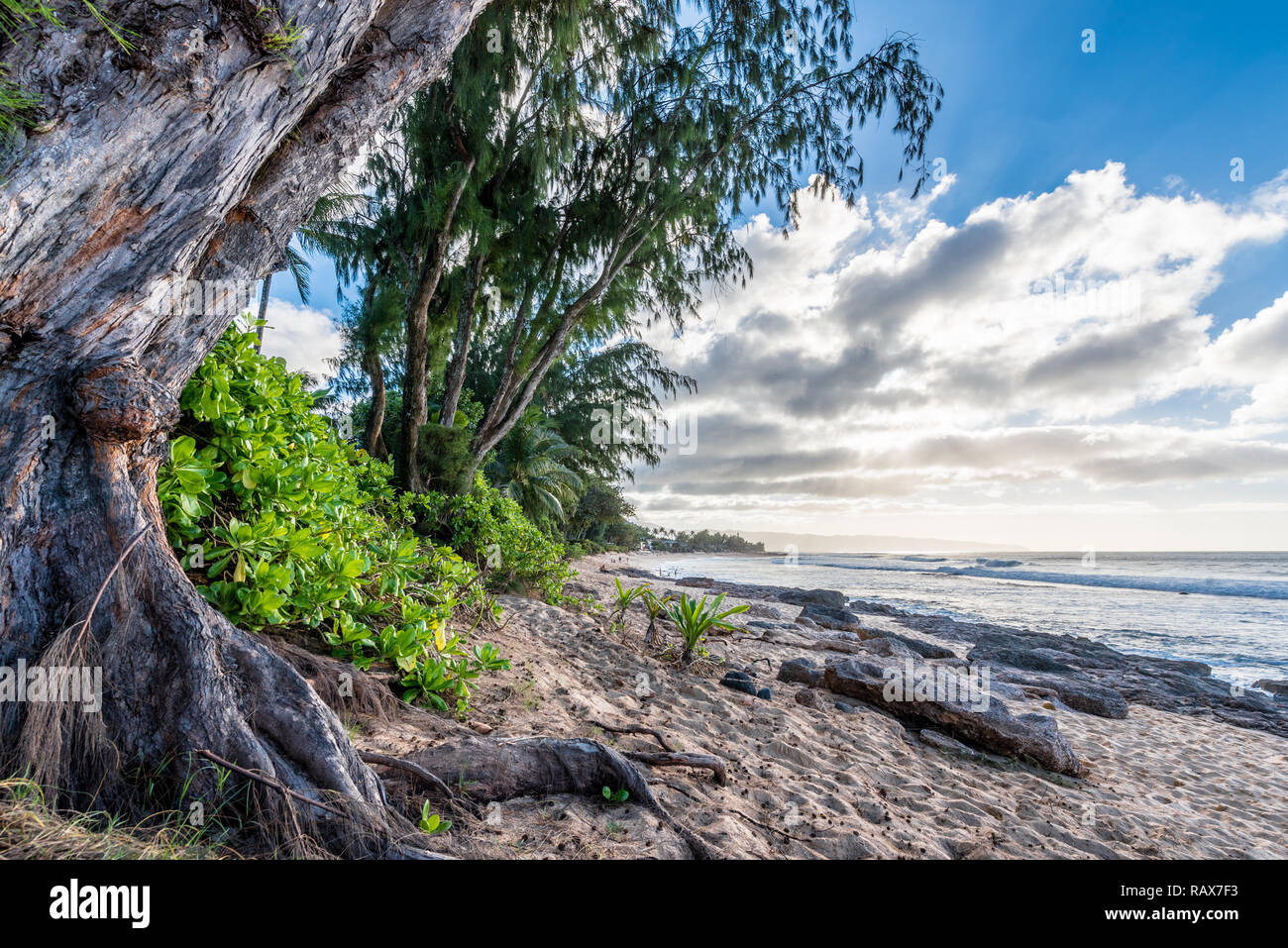 Pine trees, palm trees and tropical vegetation at sunset on Sunset