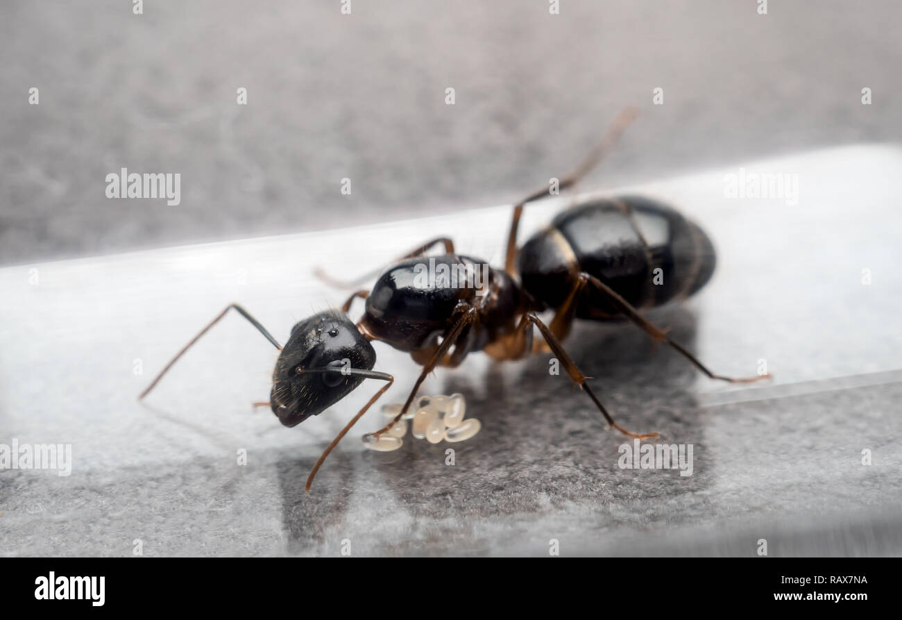 Close Up Image Of The Queen Carpenter Ant Camponotus Sp To Prevent Eggs In Test Tube Stock Photo Alamy
