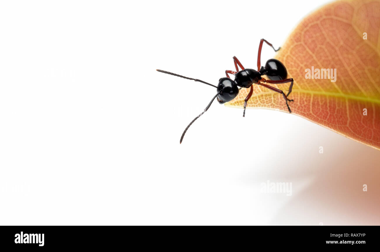 Close-up image of single worker Polyrhachis laevissima ant on red leaf peak isolate on white background with copy space Stock Photo