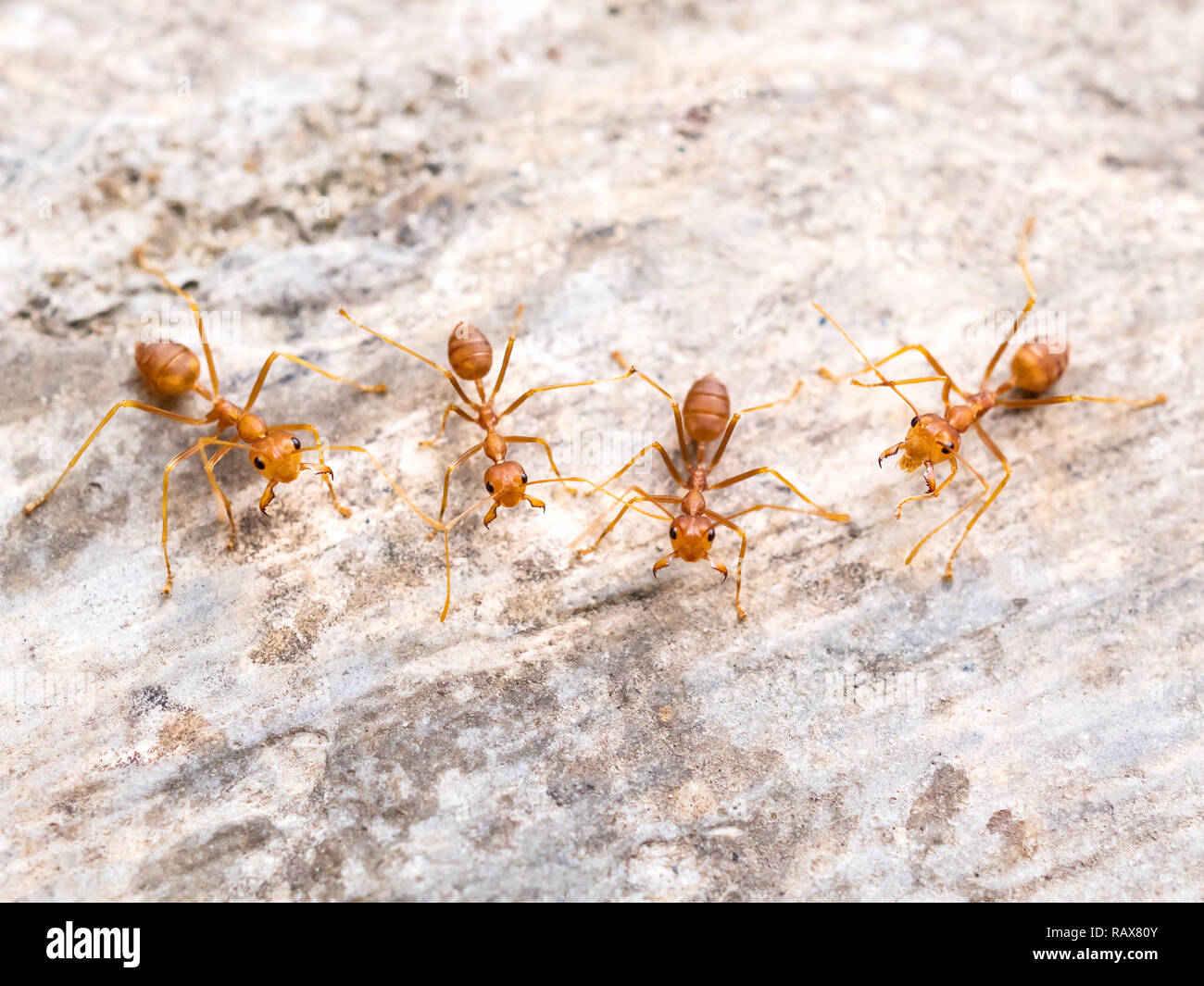 Top view and close-up image of red ants group (Oecophylla smaragdina F.) chasing to threat on cement floor Stock Photo