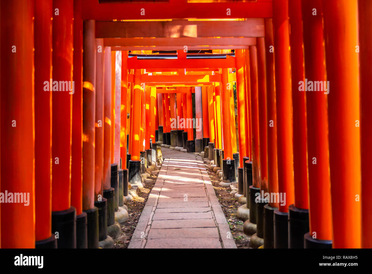 beautiful walkway of Torii gates in Fushimi Inari Taisha Shrine with
