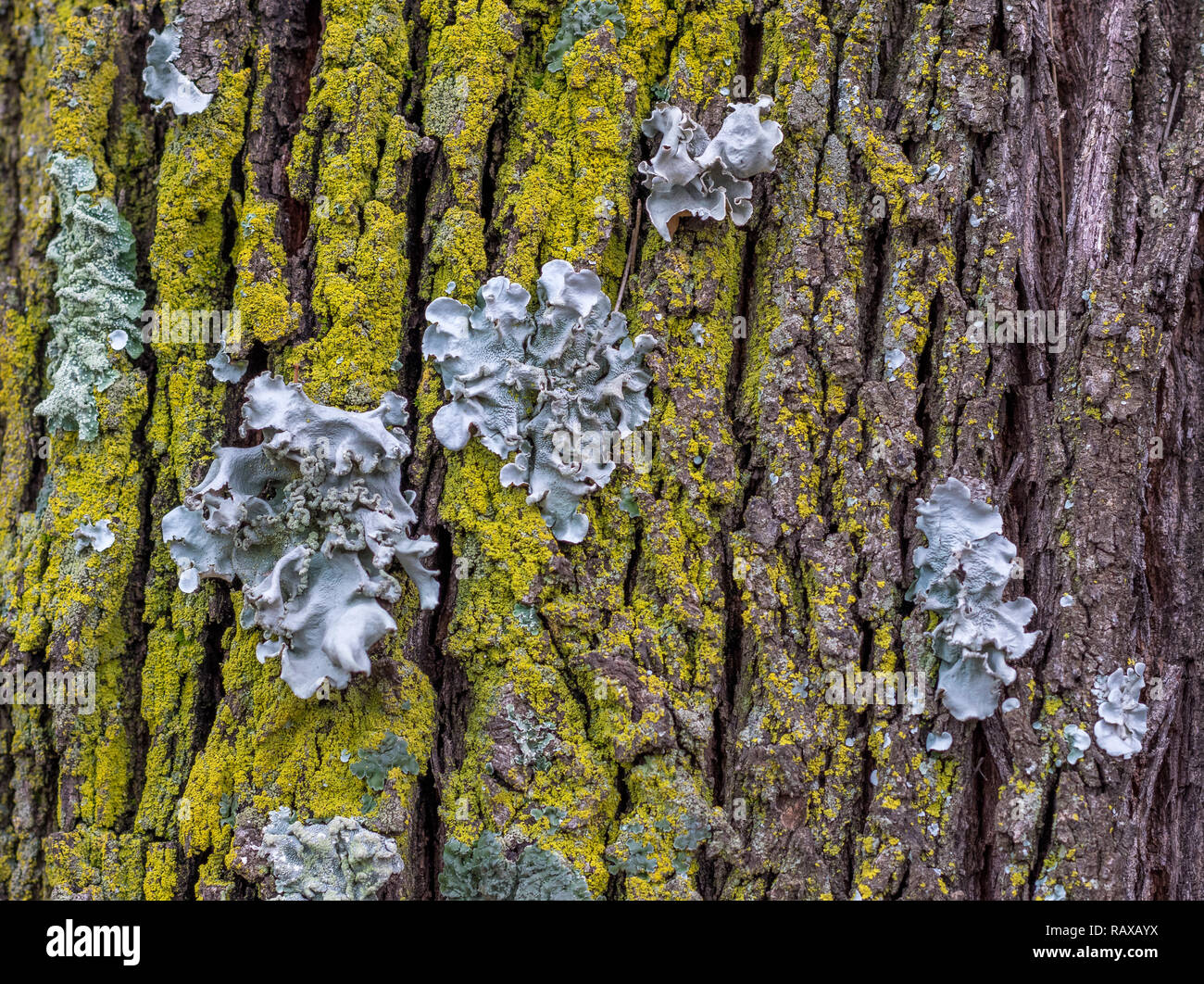 Lichens on the bark of a tree image with copy space Stock Photo