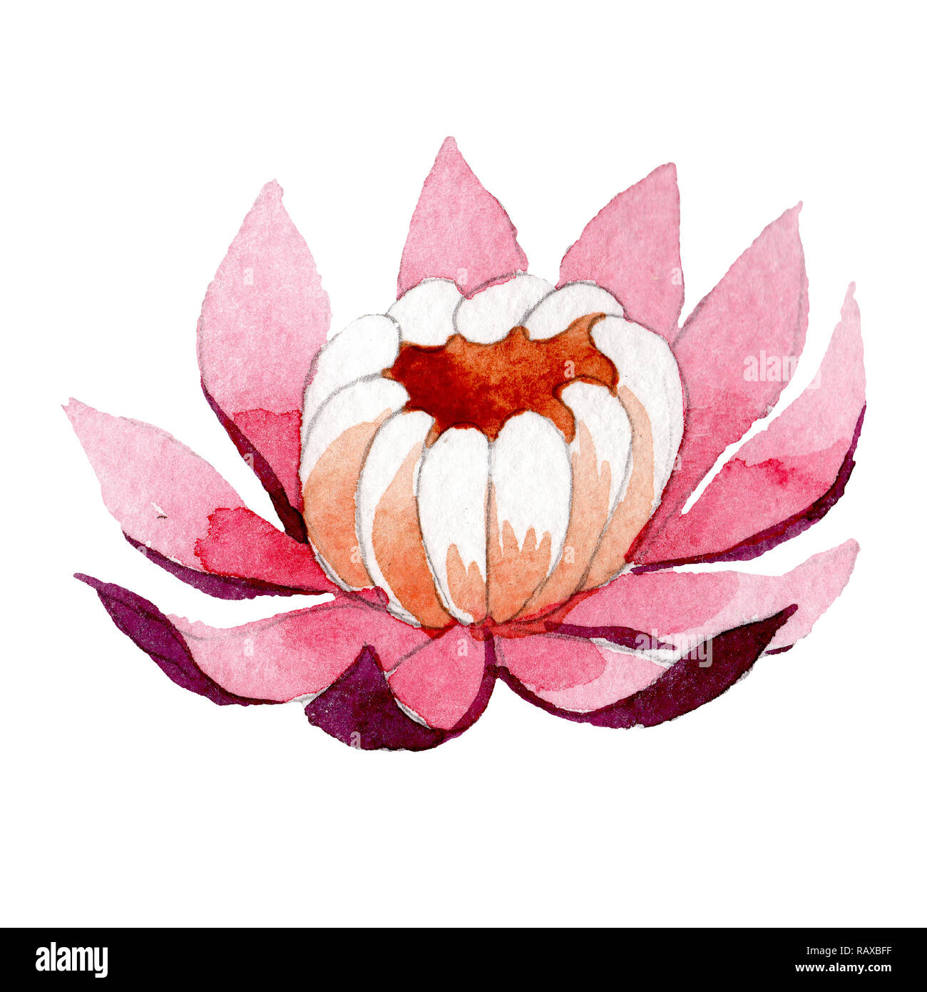 Pink lotus floral botanical flower. Watercolor background illustration ...