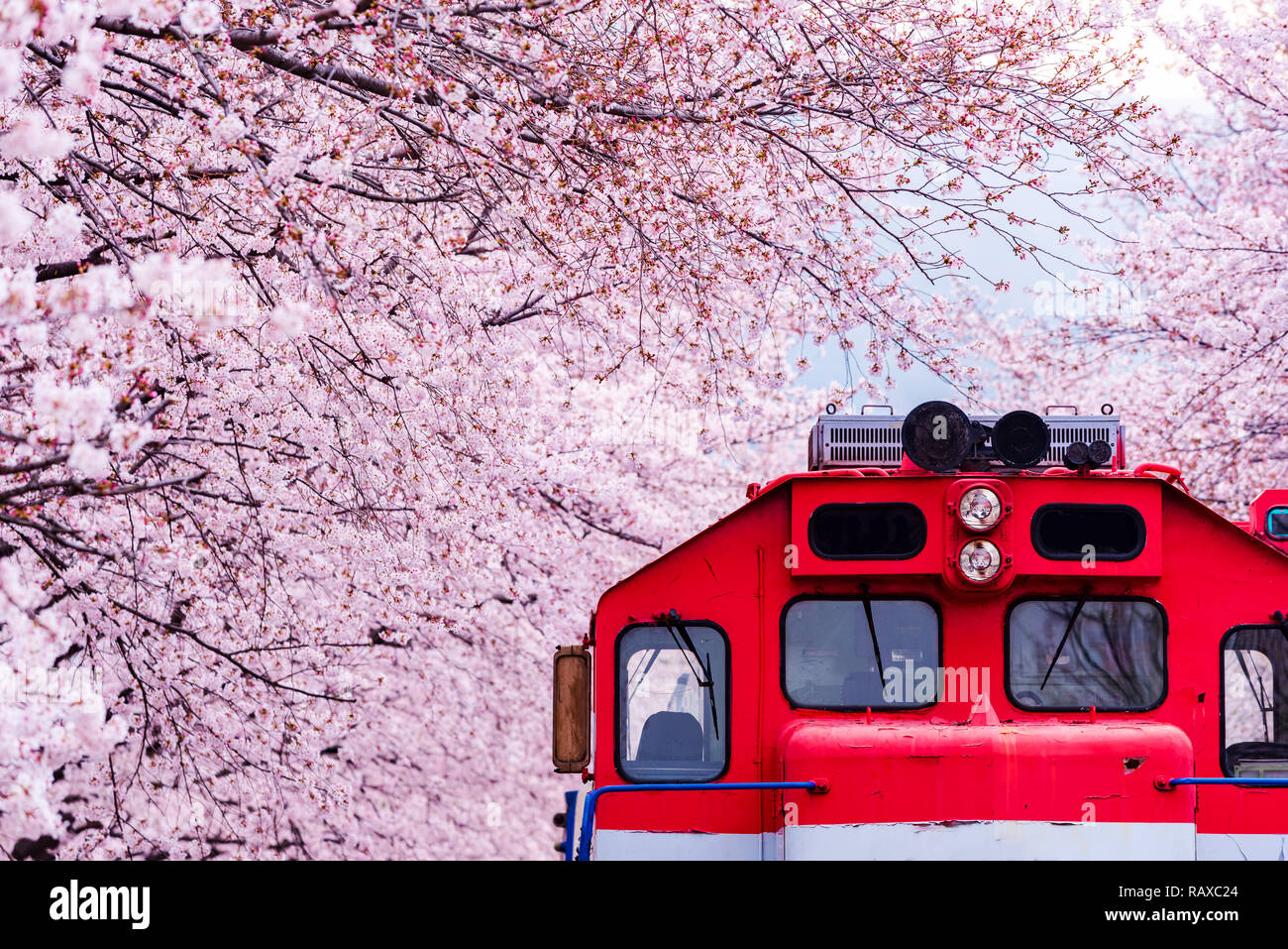 Cherry blossom korea train hires stock photography and images Alamy
