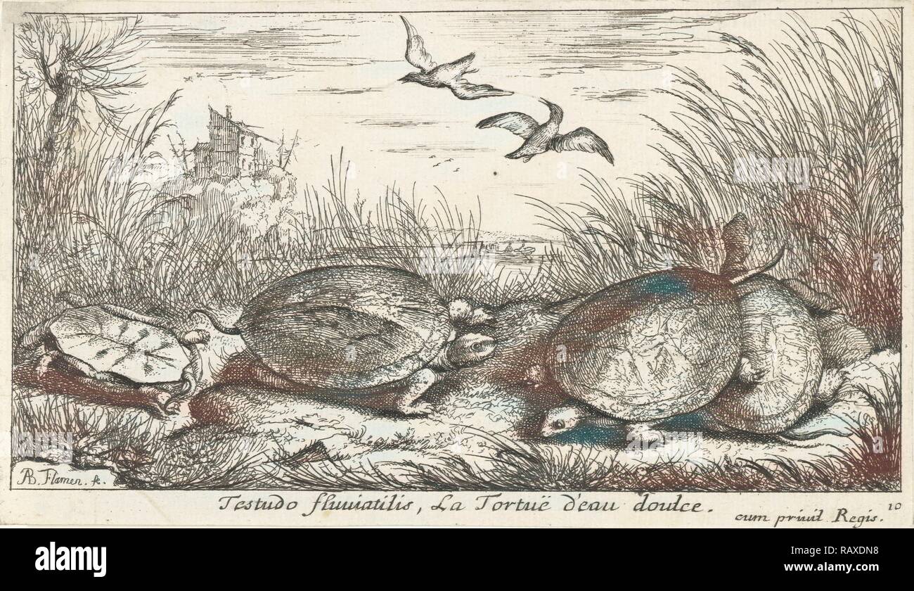Four freshwater turtles between grass and reed, Philippus Endlich ...