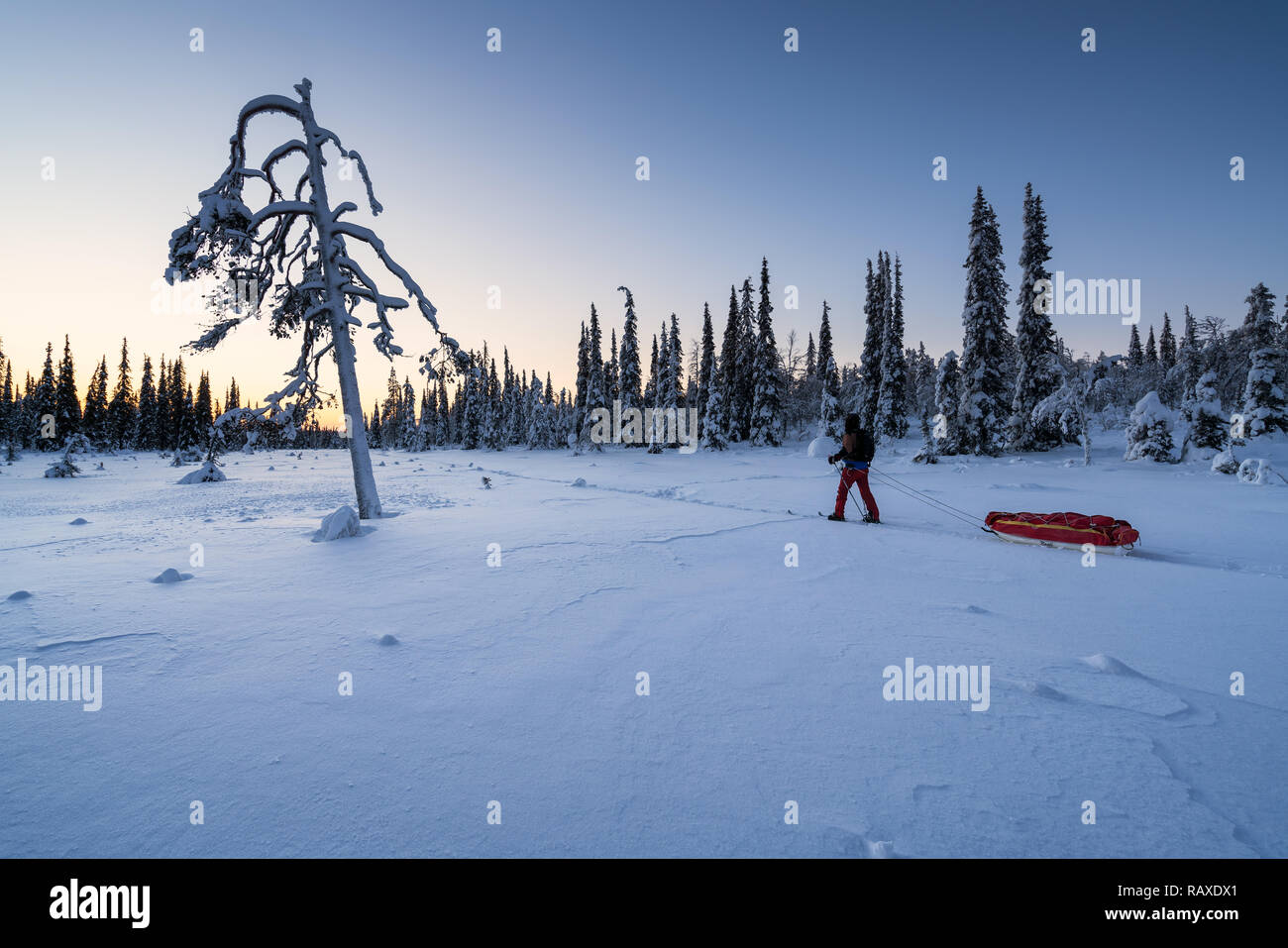 Ski touring in Urho Kekkonen natioal park in Savukoski, Lapland, Finland Stock Photo