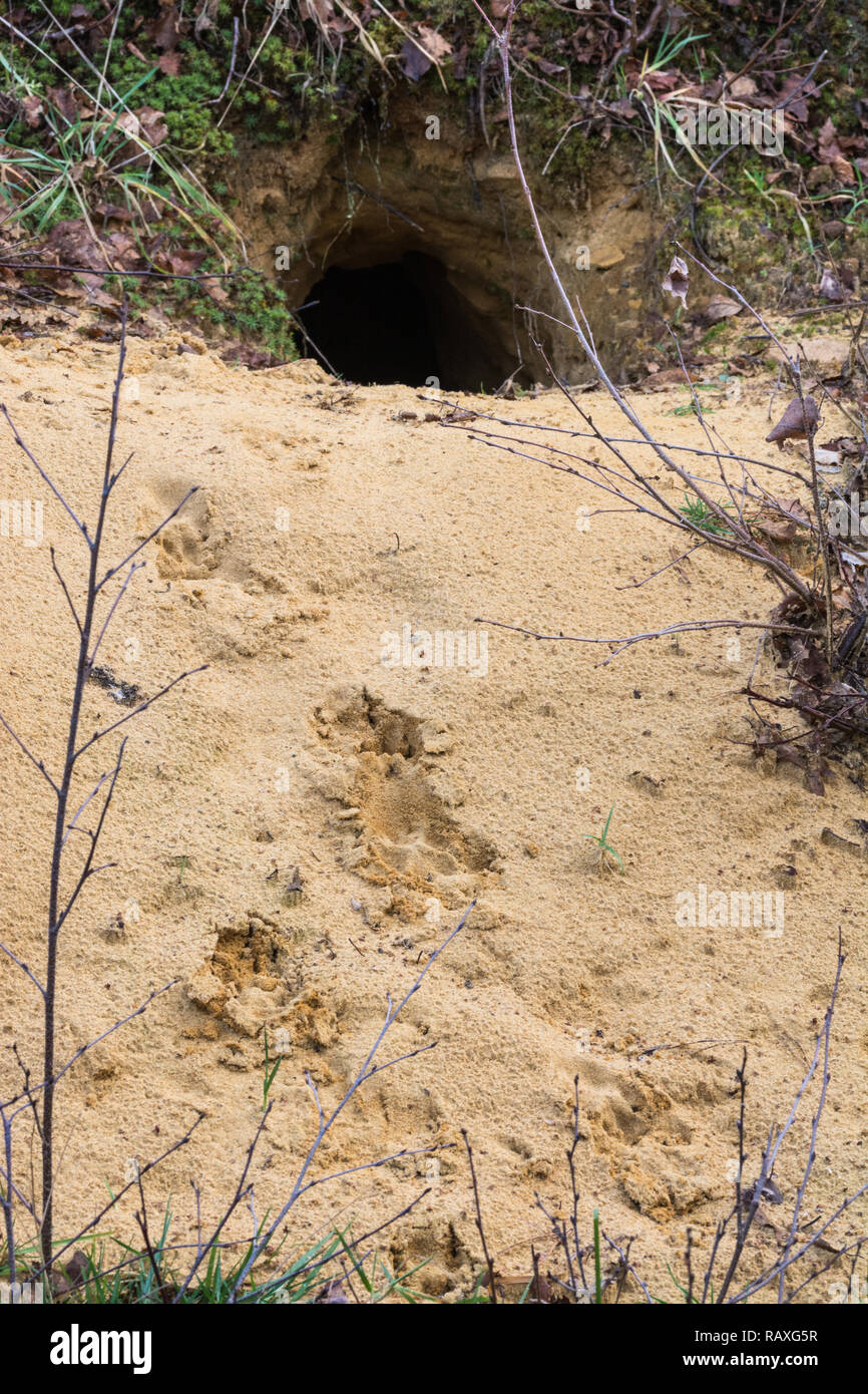 Prints or tracks in sand at the entrance hole to a rabbit burrow (Oryctolagus cuniculus), UK Stock Photo