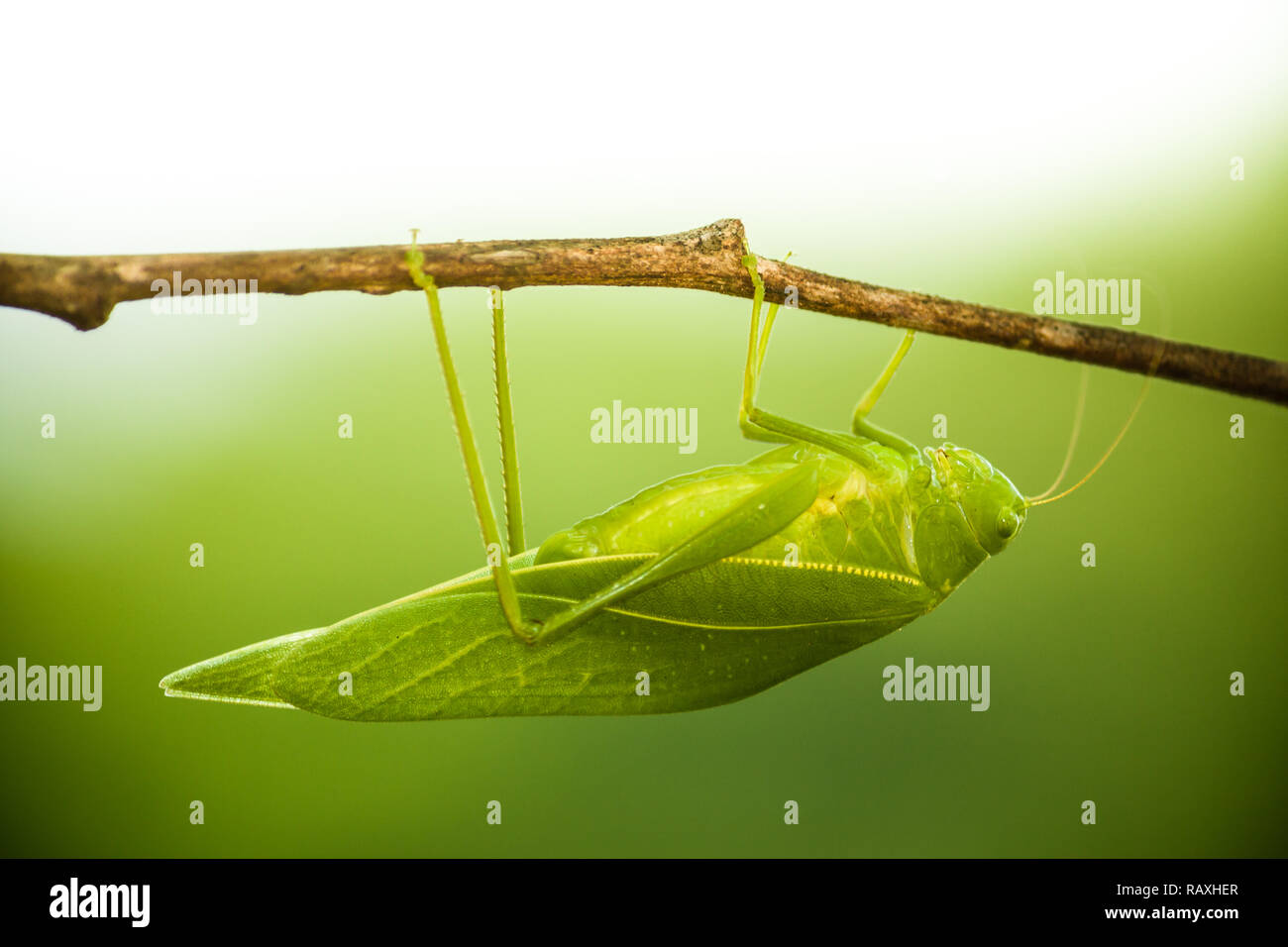 Green bush cricket, katydid or long-horned grasshopper (insect family Tettigoniidae) attached to a tree branch wooden stick macro closeup photo with l Stock Photo