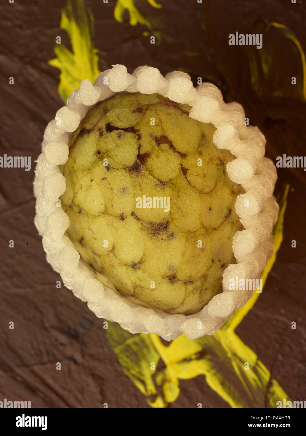 Sugar-apple, sweetsop, custard apple, fruit still-life food photograph ...