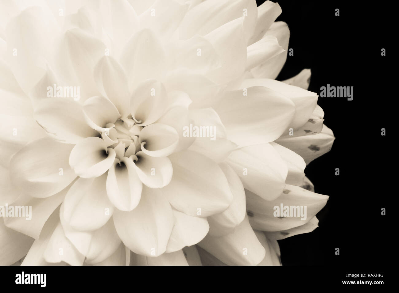 Dahlia macro flower banner floral horizontal Vector Image