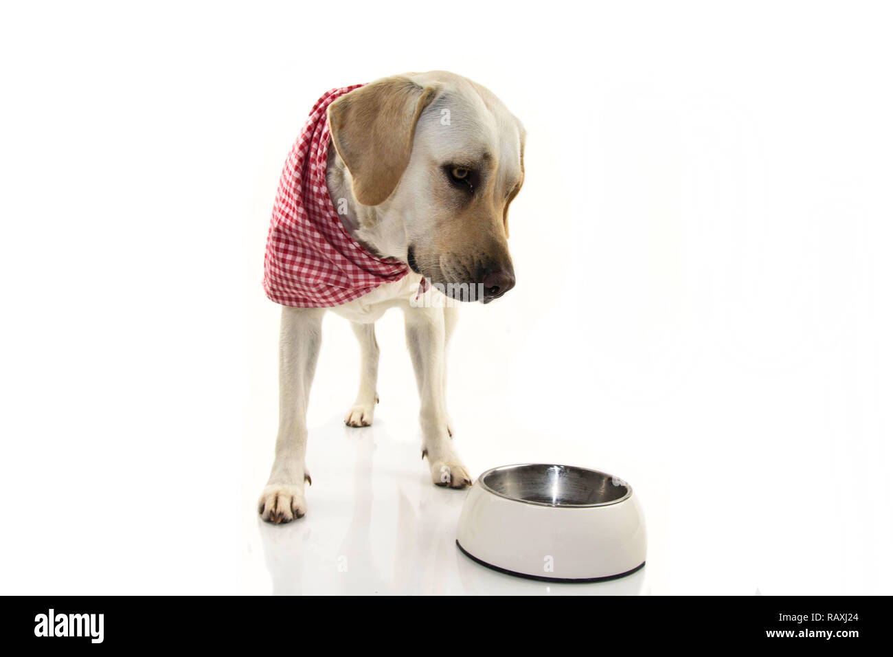 BORED OR SAD DOG EATING. LABRADOR PUPPY LOOKING ITS EMPTY BOWL MAKING