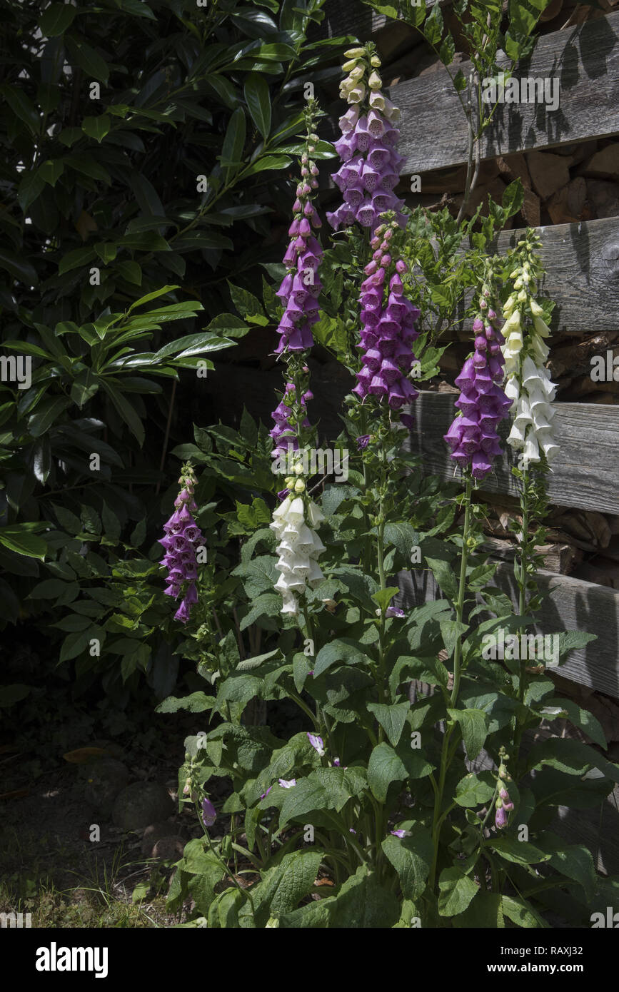 Digitalis purpurea flowering in a garden in Germany. Stock Photo