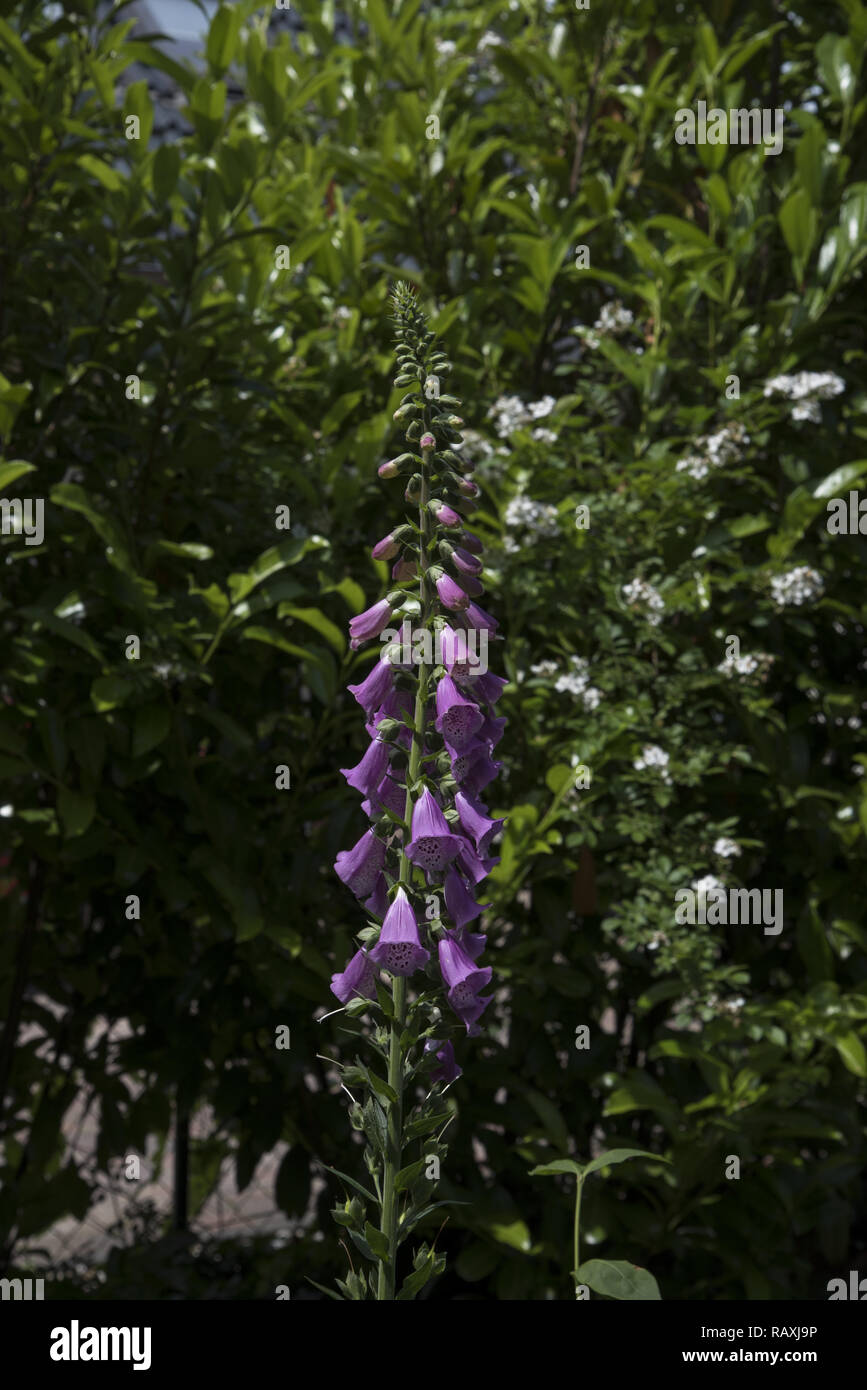 Digitalis purpurea flowering in a garden in Germany. Stock Photo
