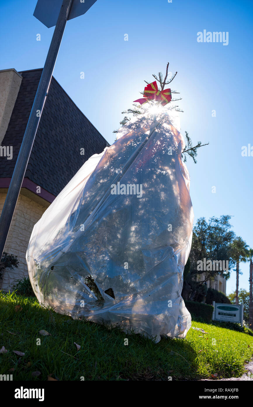 Days after the Christmas holiday, a live Christmas tree, wrapped in a plastic trash bag, is thrown away to the curbside for trash pick up. Stock Photo
