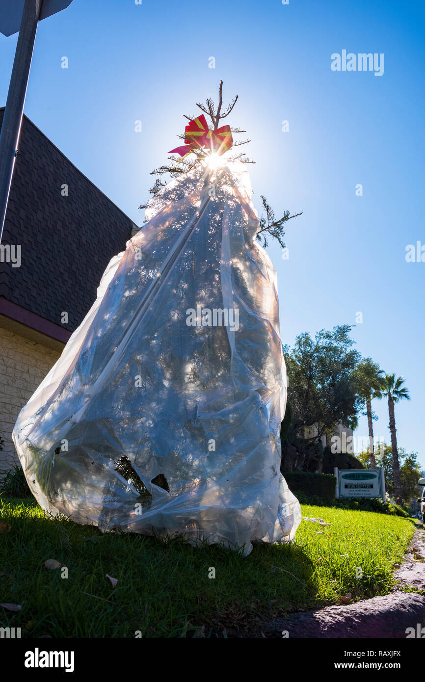 Days after the Christmas holiday, a live Christmas tree, wrapped in a