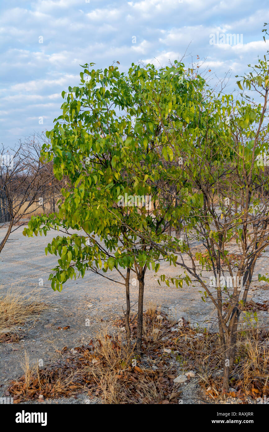 mopane tree, butterfly tree, Colophospermum mopane, Namibia Stock Photo