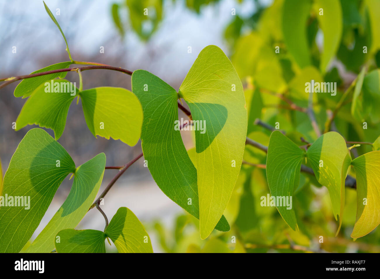 close-up view, mopane leaves, butterfly tree, Colophospermum mopane, Namibia Stock Photo