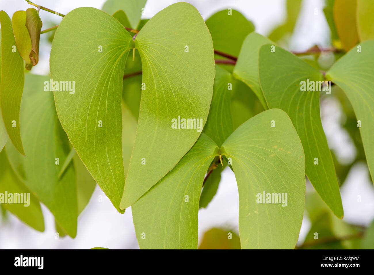 close-up view, mopane leaves, butterfly tree, Colophospermum mopane, Namibia Stock Photo