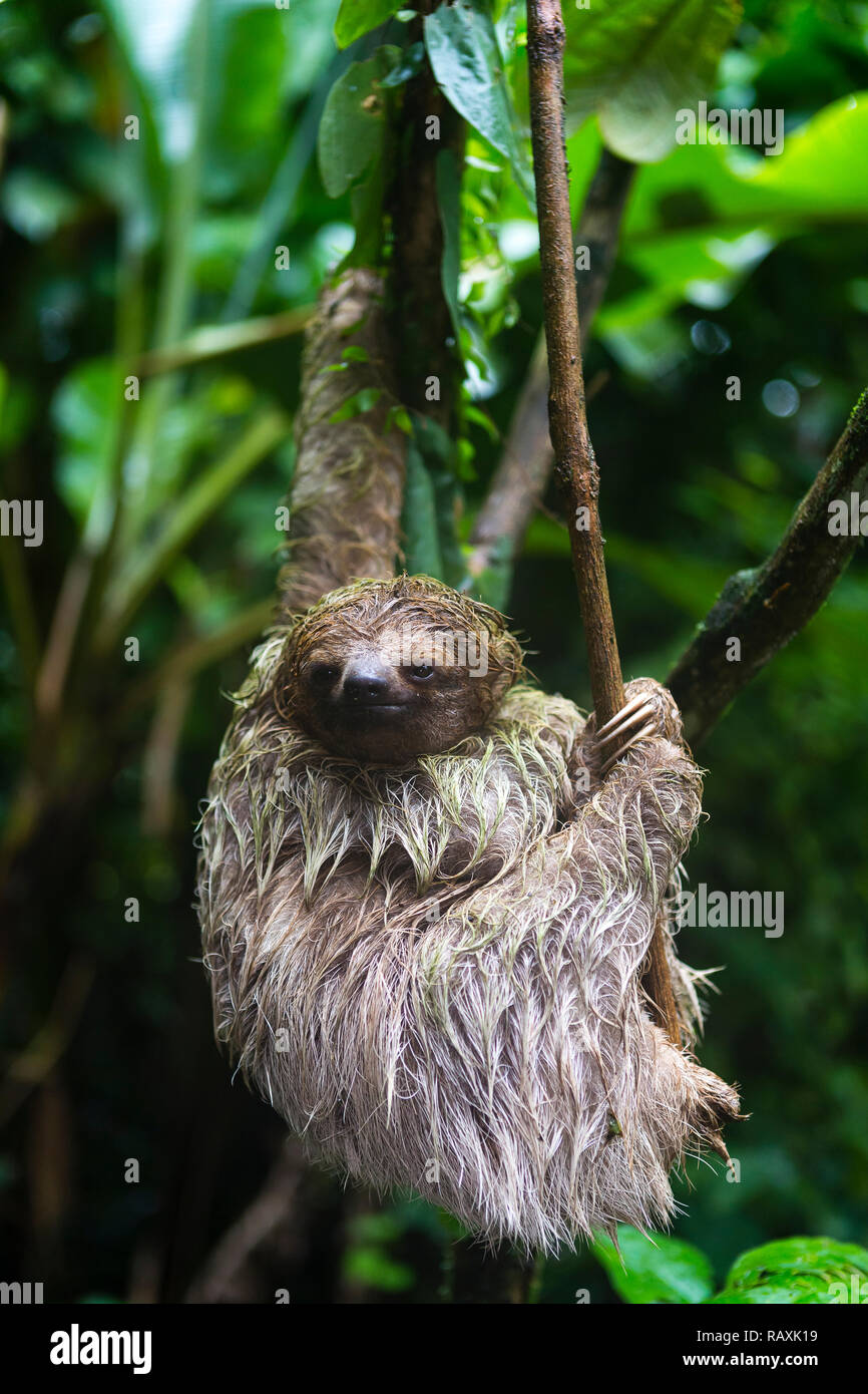 Three-toed sloth in Costa Rican rainforest Stock Photo