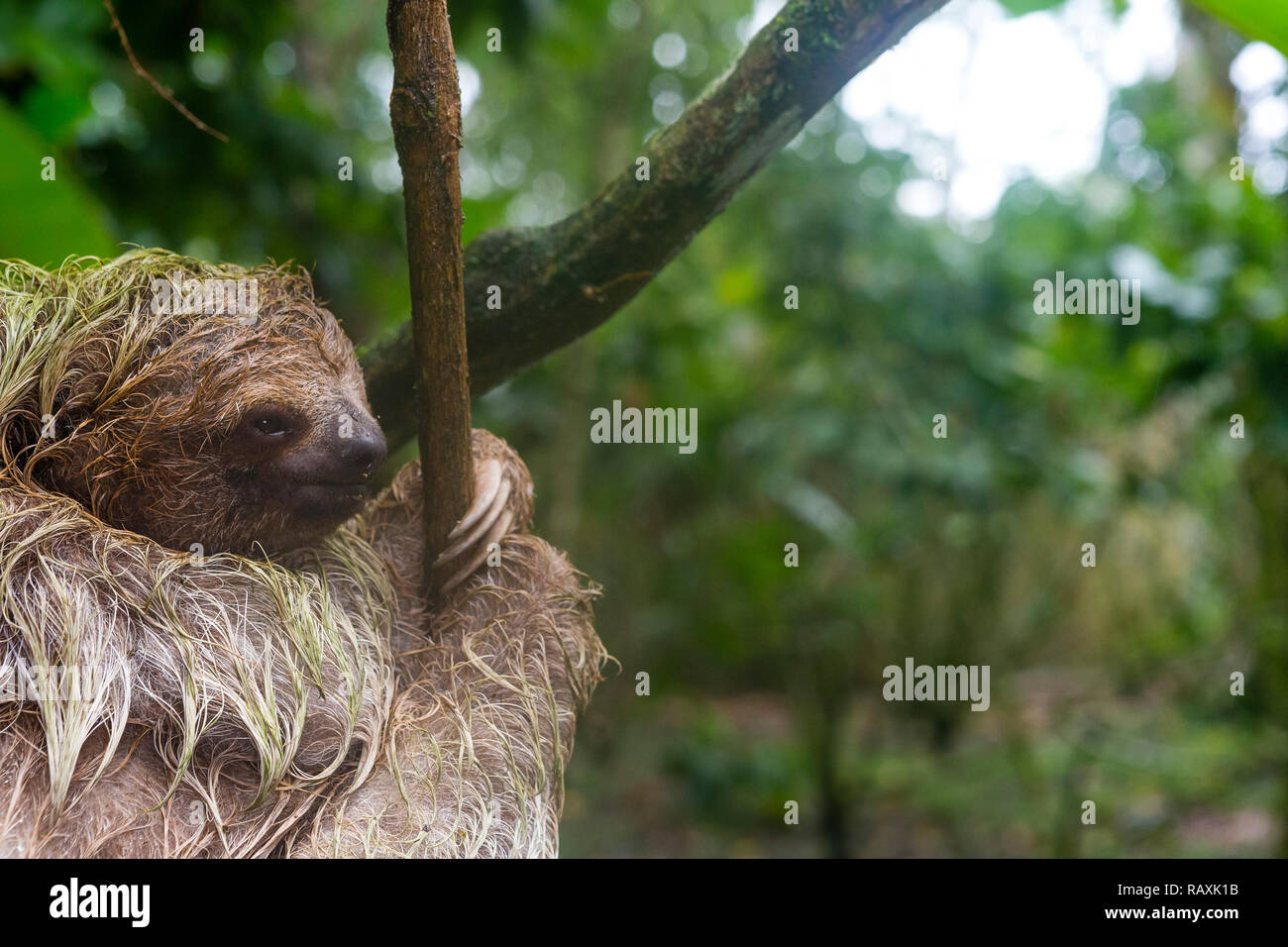 Three-toed sloth in Costa Rican rainforest Stock Photo