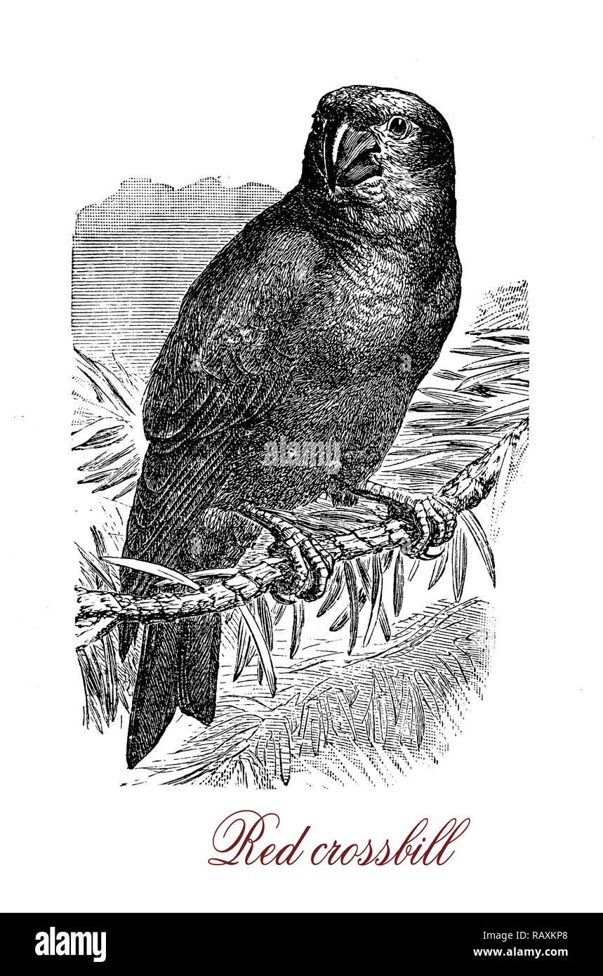 Vintage engraving of red crossbill, small passerine bird in the finch family with distinctive mandibles, crossed at the tips, which enable them to extract seeds from conifer cones. The male plumage is red or orange. Stock Photo