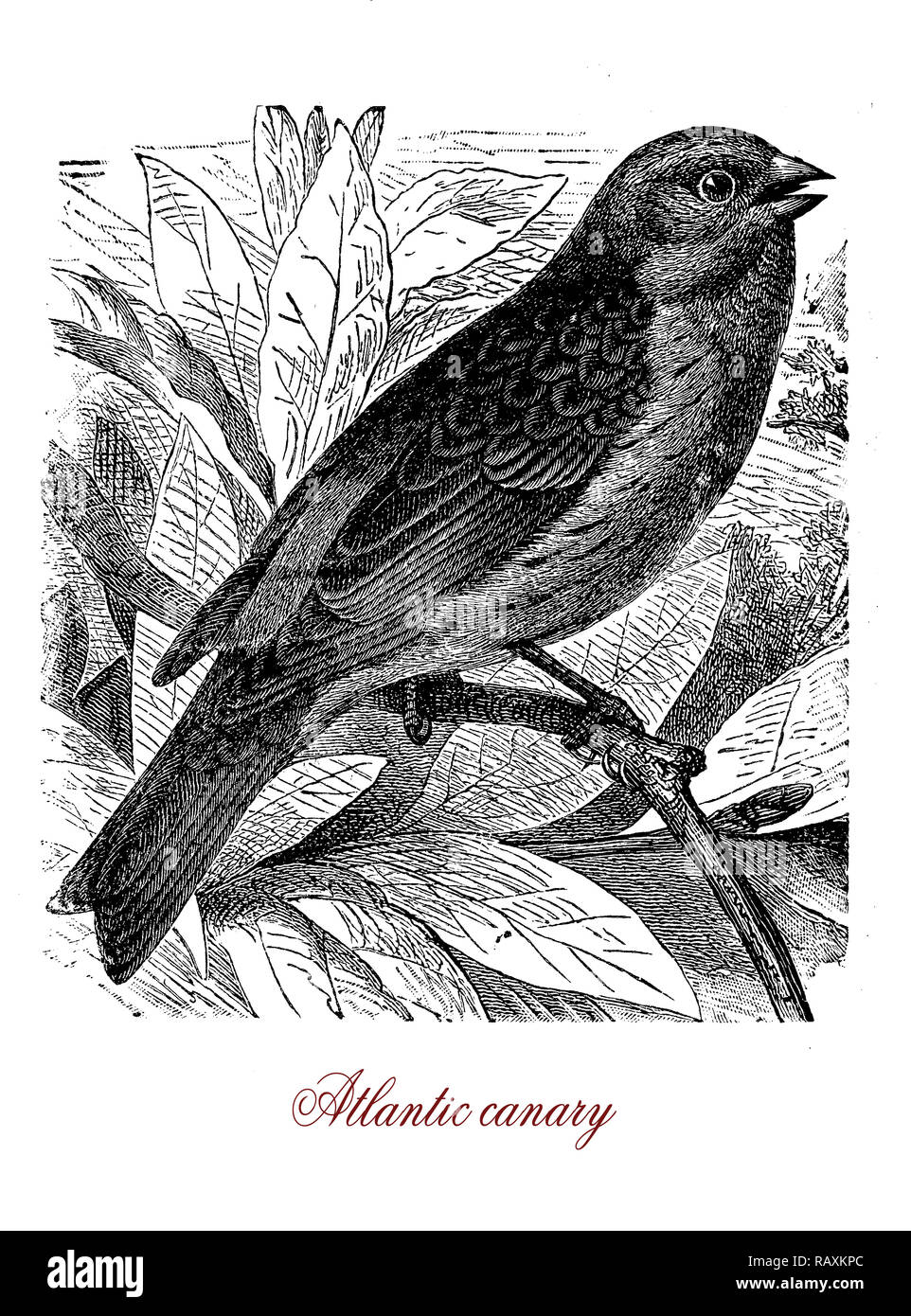 Vintage engraving of Altlantic canary or wild canary,small passerine songbird native to Canary islands, the Azores and Madeira, with yellow-green plumage and brown streaks . A domestic form, the domestic canary, is kept at home as pet. Stock Photo