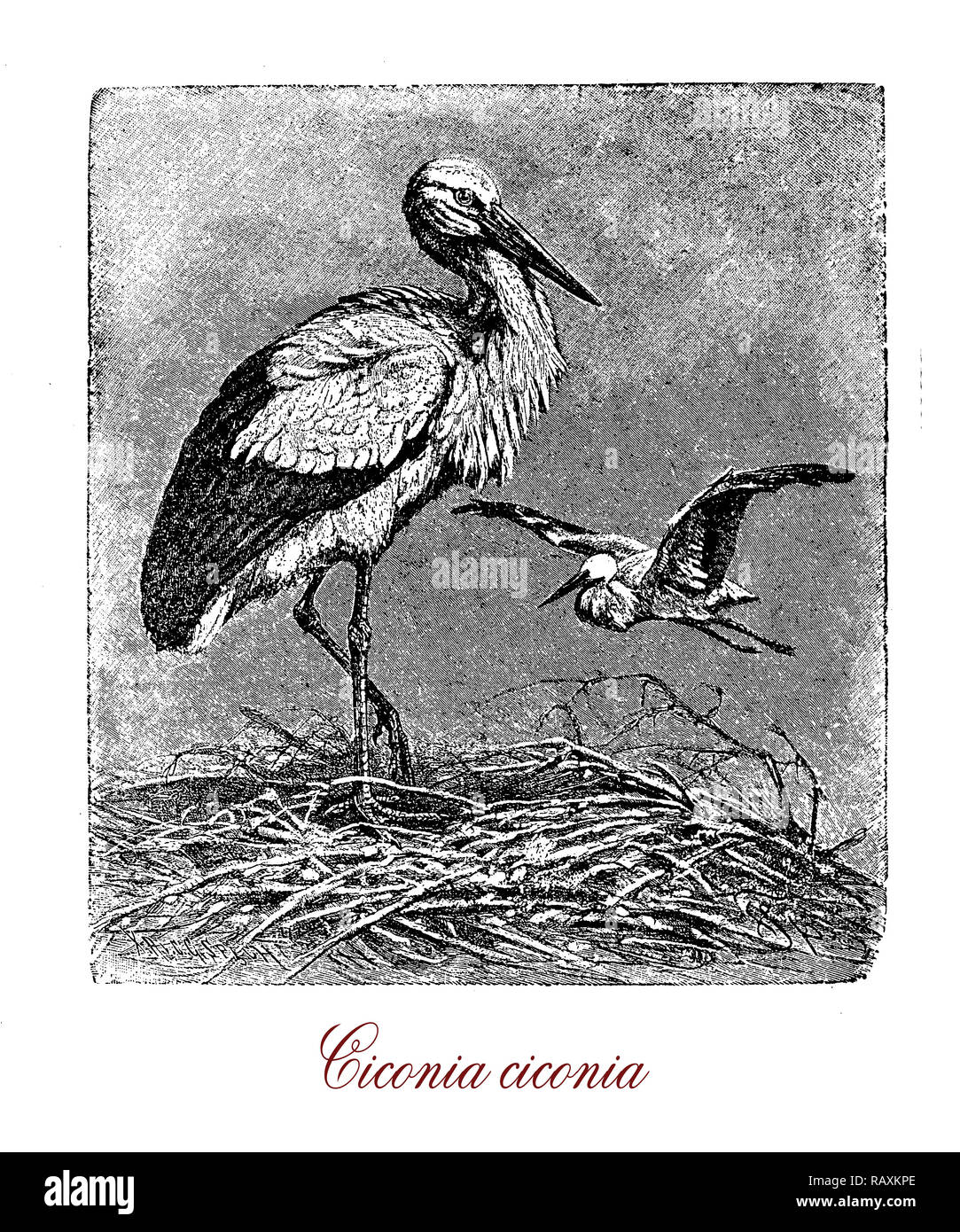 Vintage engraving of white stork, large long distance migrator bird of the stock family with white plumage and black streaks on the wings, long red legs and pointed red beak, it is considered an engangered species. Stock Photo