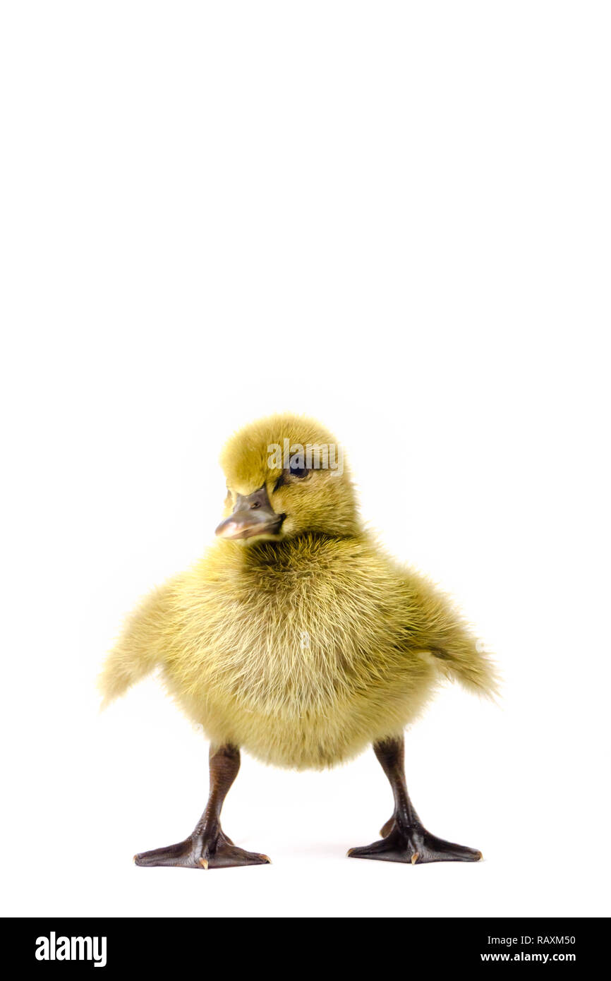 Ducklings on straw hi-res stock photography and images - Alamy