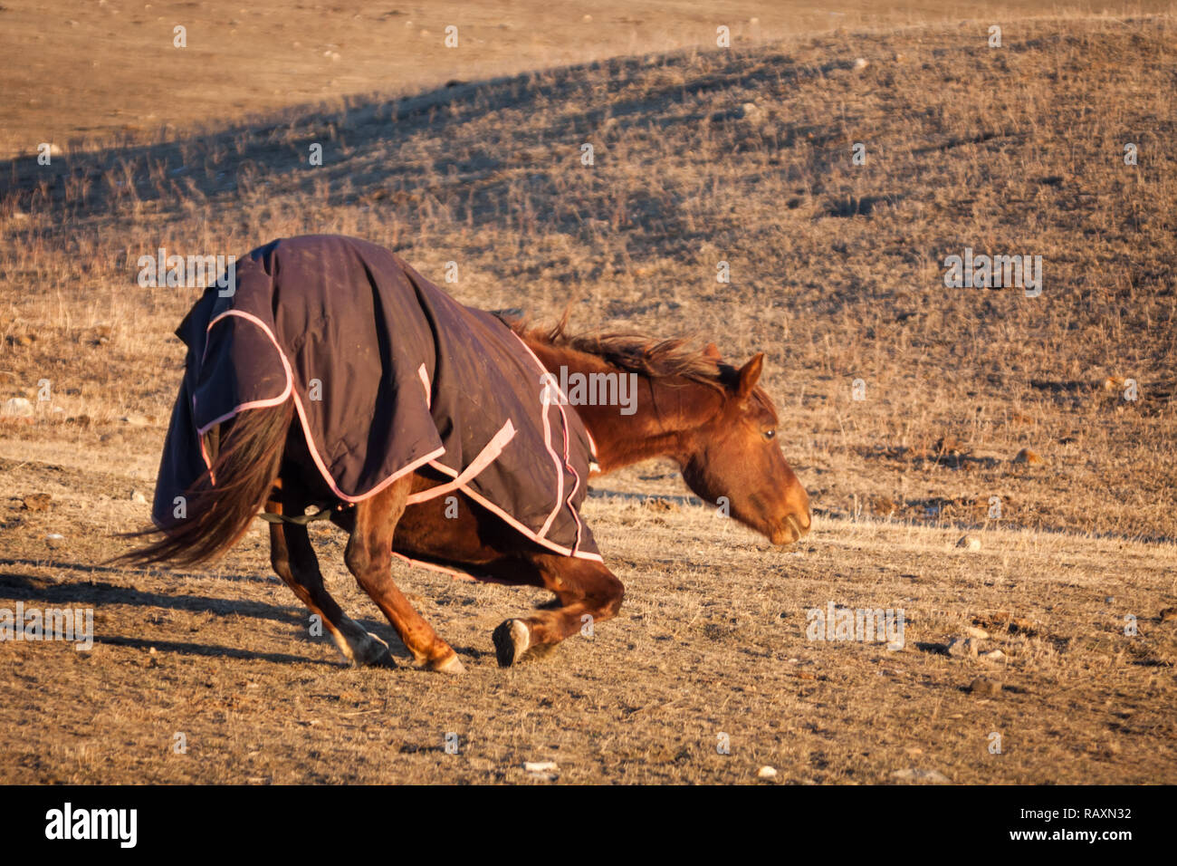 Brown horse, wearing a blanket to keep warm, lays down in a pasture in southern Alberta, Canada, on a winter day void of snow on ground. Stock Photo