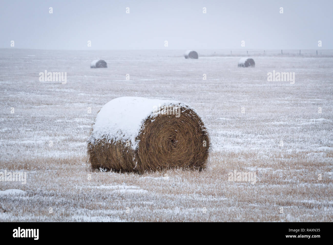 Bale of hay in southern Alberta field in late December with little snow on ground Stock Photo