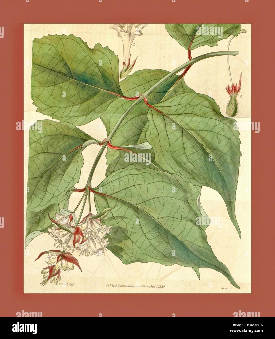 Botanical Print by Walter Hood Fitch 1817 1892, W.H. Fitch was an