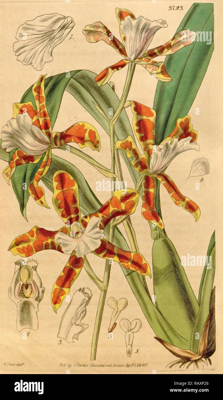 Botanical Print by Walter Hood Fitch 1817 1892, W.H. Fitch was an