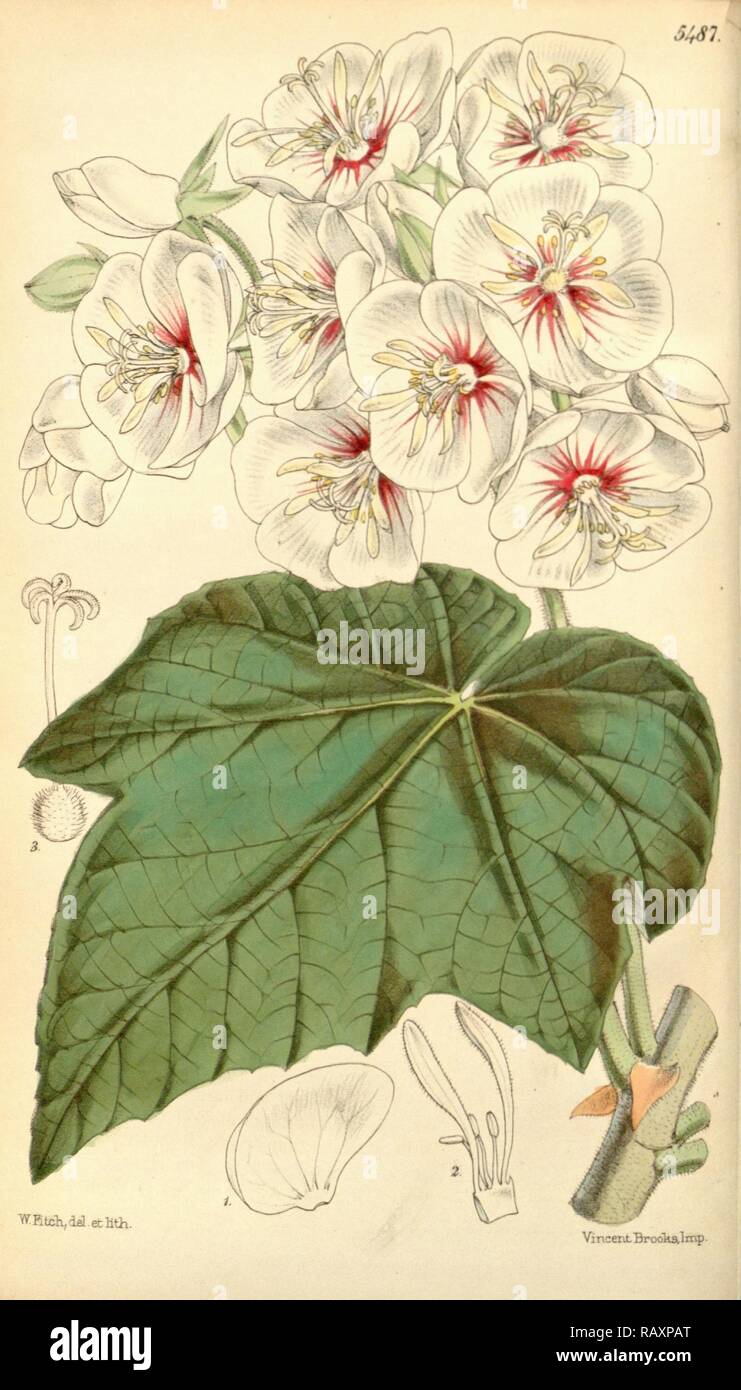 Botanical Print by Walter Hood Fitch 1817 1892, W.H. Fitch was an