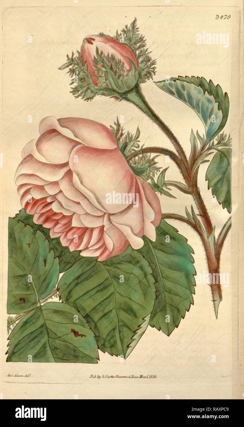 Botanical print by Mis Adams, British botanical illustrator, English natural history illustrator