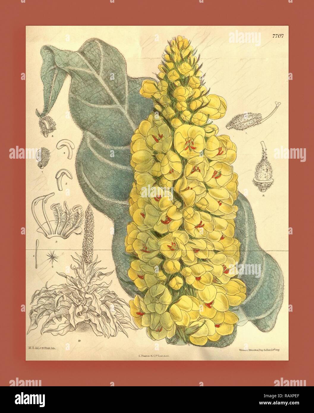 Botanical Print by Walter Hood Fitch 1817 1892, W.H. Fitch was an