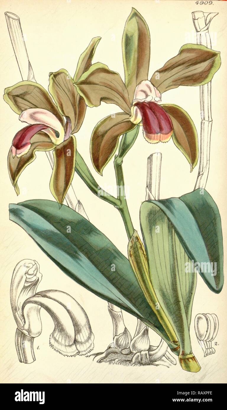 19th century botanical colour print. Botanical illustration. Form ...