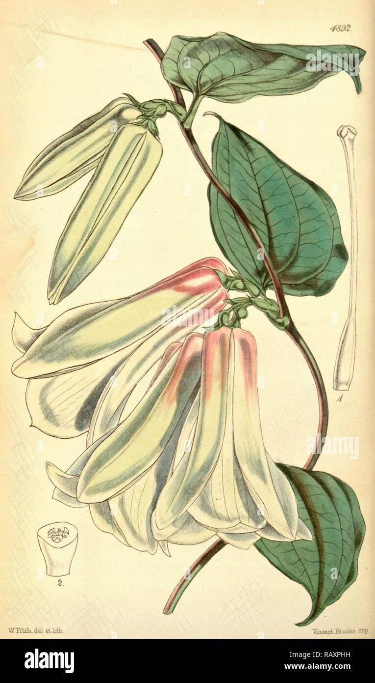 Botanical Print by Walter Hood Fitch 1817 1892, W.H. Fitch was an