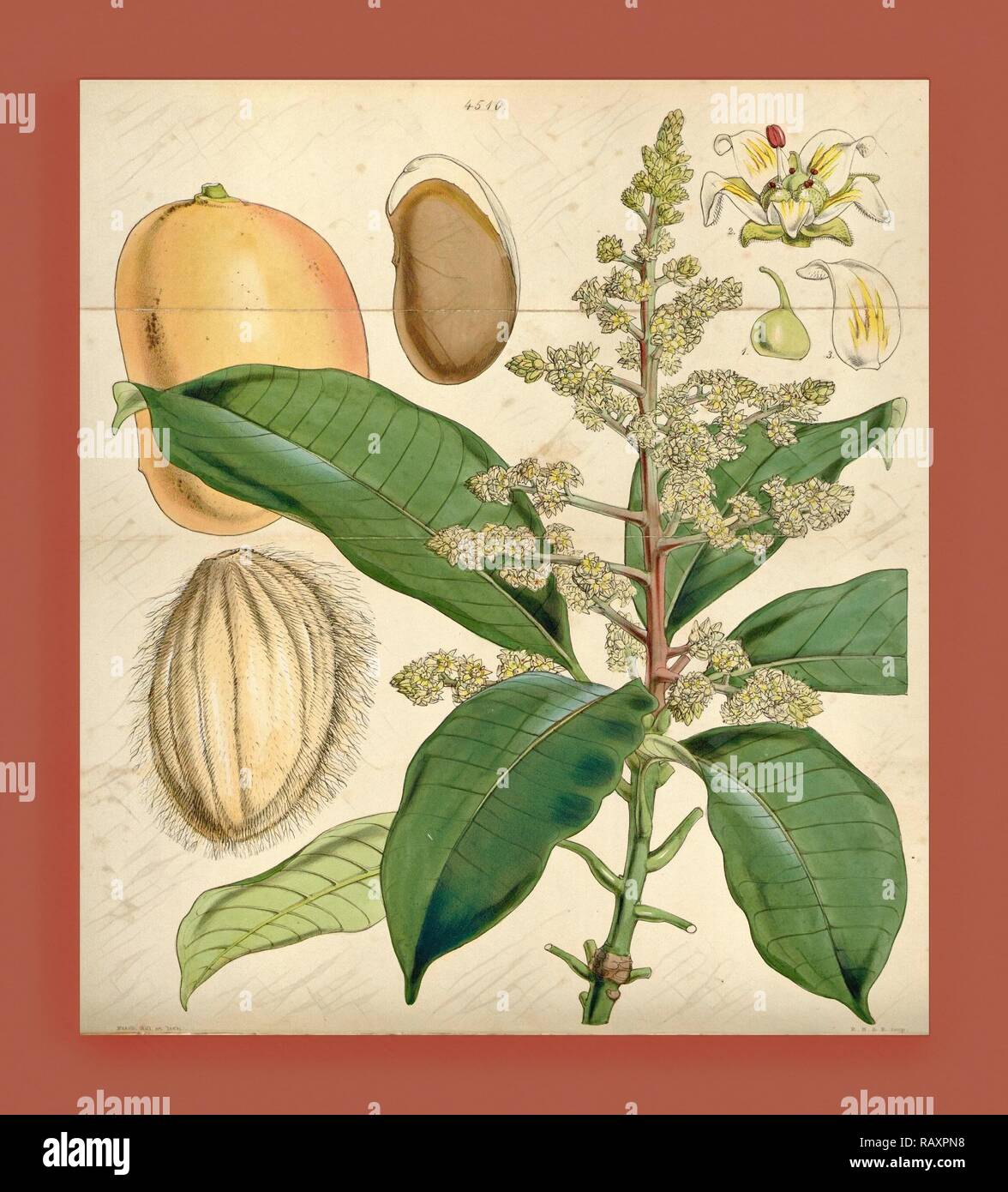 Botanical Print by Walter Hood Fitch 1817 1892, W.H. Fitch was an