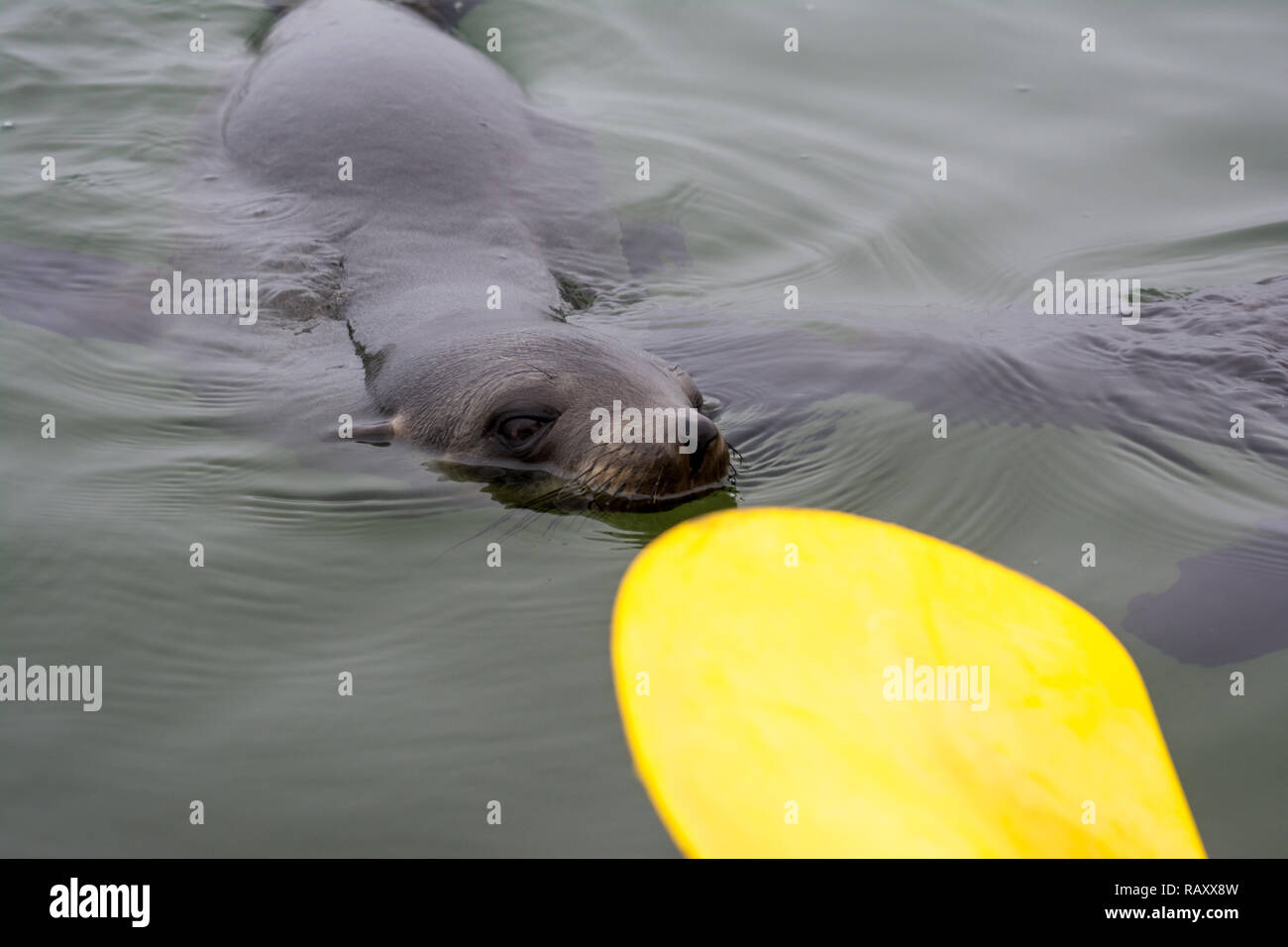 cape fur seal biting a kayak paddle, Arctocephalus pusillus, Walvis bay